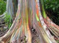 EucalyptusDeglupta06.jpg