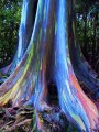 EucalyptusDeglupta01.jpg