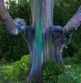 EucalyptusDeglupta02.jpg