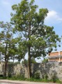 EucalyptusDeglupta07.jpg
