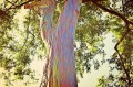 EucalyptusDeglupta09.jpg