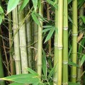 BambusaBambos02.jpg