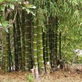BambusaBambos04.jpg