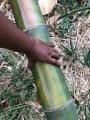 BambusaBambos06.jpg