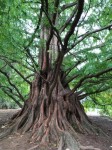 Metasequoia Glyptostroboides 