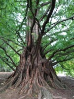 Metasequoia Glyptostroboides 