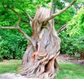 Metasequoia02.jpg