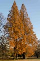 Metasequoia03.jpg