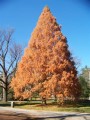 Metasequoia04.jpg
