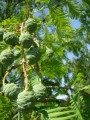 Metasequoia05.jpg