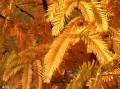 Metasequoia06.jpg