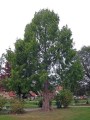 Metasequoia07.jpg