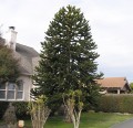 AraucariaAraucana02.jpg