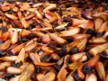 AraucariaAraucana03.jpg