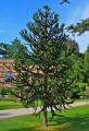 AraucariaAraucana04.jpg