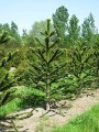 AraucariaAraucana05.jpg