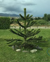 Araucaria Araucana