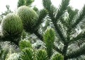 AraucariaAraucana07.jpg