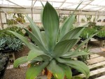 Agave Ellemeentiana