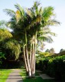 ArchontophoenixAlexandrae01.jpg