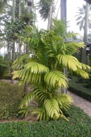 Areca Trianda 