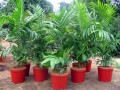 ArecaTrianda05.jpg