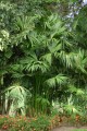 CarludovicaPalmata04.jpg