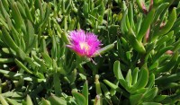 Carpobrotus Acinaciformis