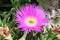 CarpobrotusAcinaciformis01.jpg