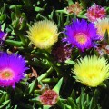 CarpobrotusAcinaciformis02.jpg