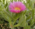 CarpobrotusAcinaciformis04.jpg