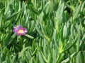 CarpobrotusAcinaciformis03.jpg