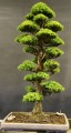 CryptomeriaJaponica02.jpg