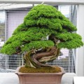 CryptomeriaJaponica03.jpg