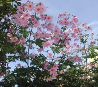 Dahlia Imperialis 