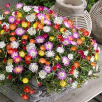 Delosperma Sp.Hardy-Hybrid Mix