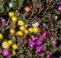 Delosperma02.jpg