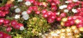 Delosperma03.jpg