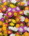Delosperma04.jpg