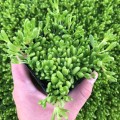 Delosperma05.jpg