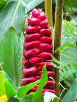 Heliconia Imbricata