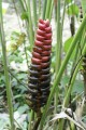 HeliconiaImbricata01.jpg