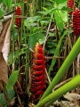 HeliconiaImbricata02.jpg