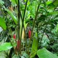 HeliconiaImbricata03.jpg