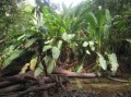 HeliconiaImbricata05.jpg