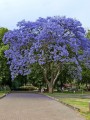 JacarandaMimosifolia02.jpg