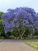 Jacaranda Mimosifolia