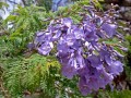 JacarandaMimosifolia03.jpg
