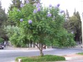 JacarandaMimosifolia04.jpg