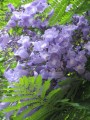 JacarandaMimosifolia05.jpg
